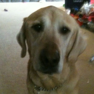 Meet your Posher, Linda